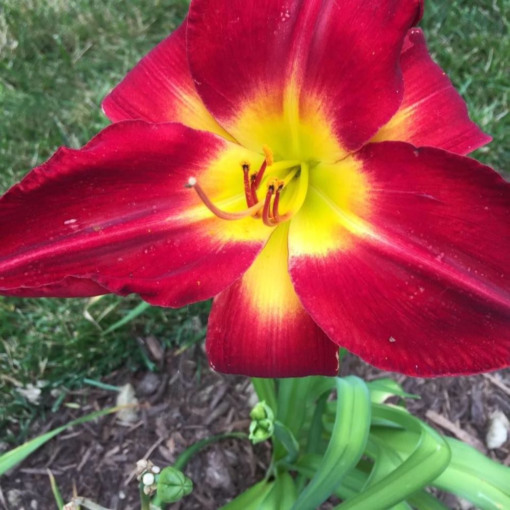 Meet your Posher, Rochelle